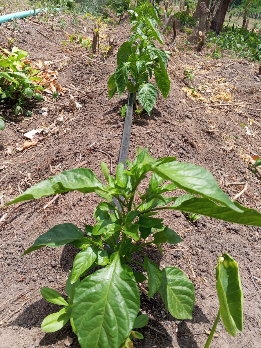 Chukwunonso (Farmer) tweet media