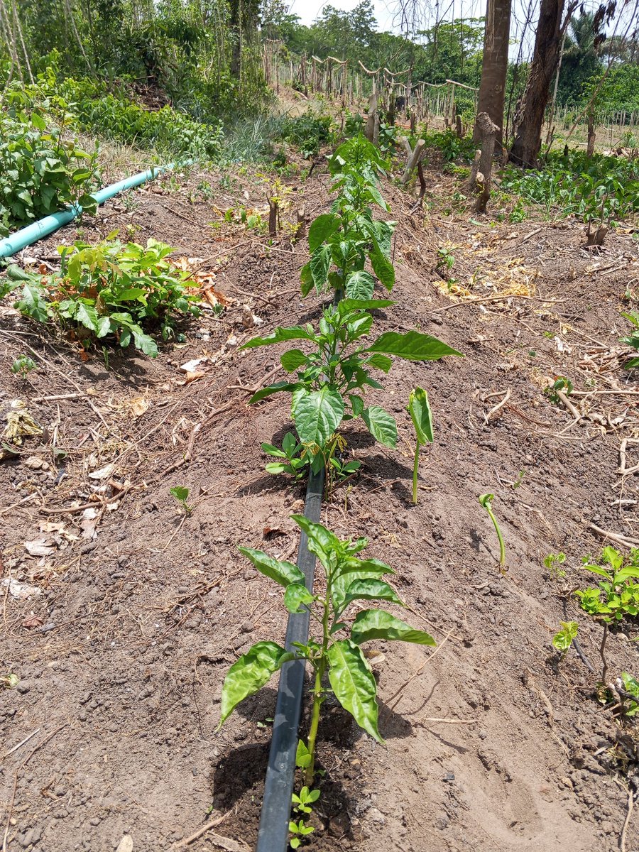 Chukwunonso (Farmer) tweet media