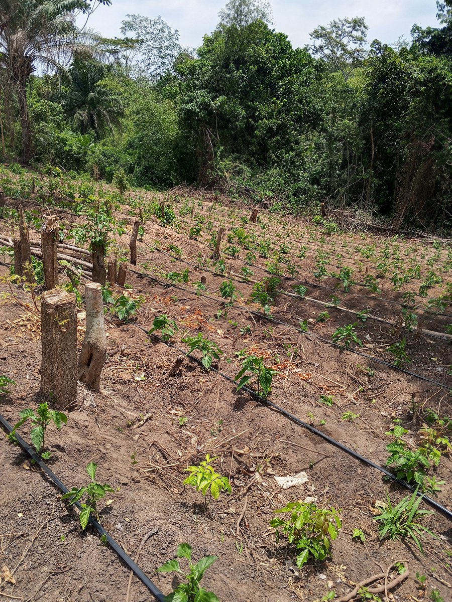 Chukwunonso (Farmer) tweet media
