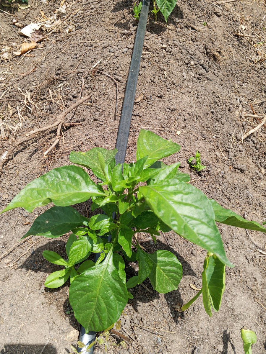 Chukwunonso (Farmer) tweet media