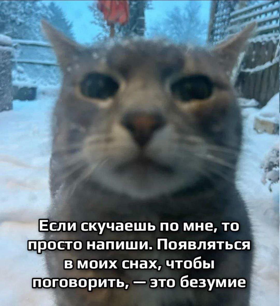 cats, i love cats (@catsilcats) on Twitter photo 