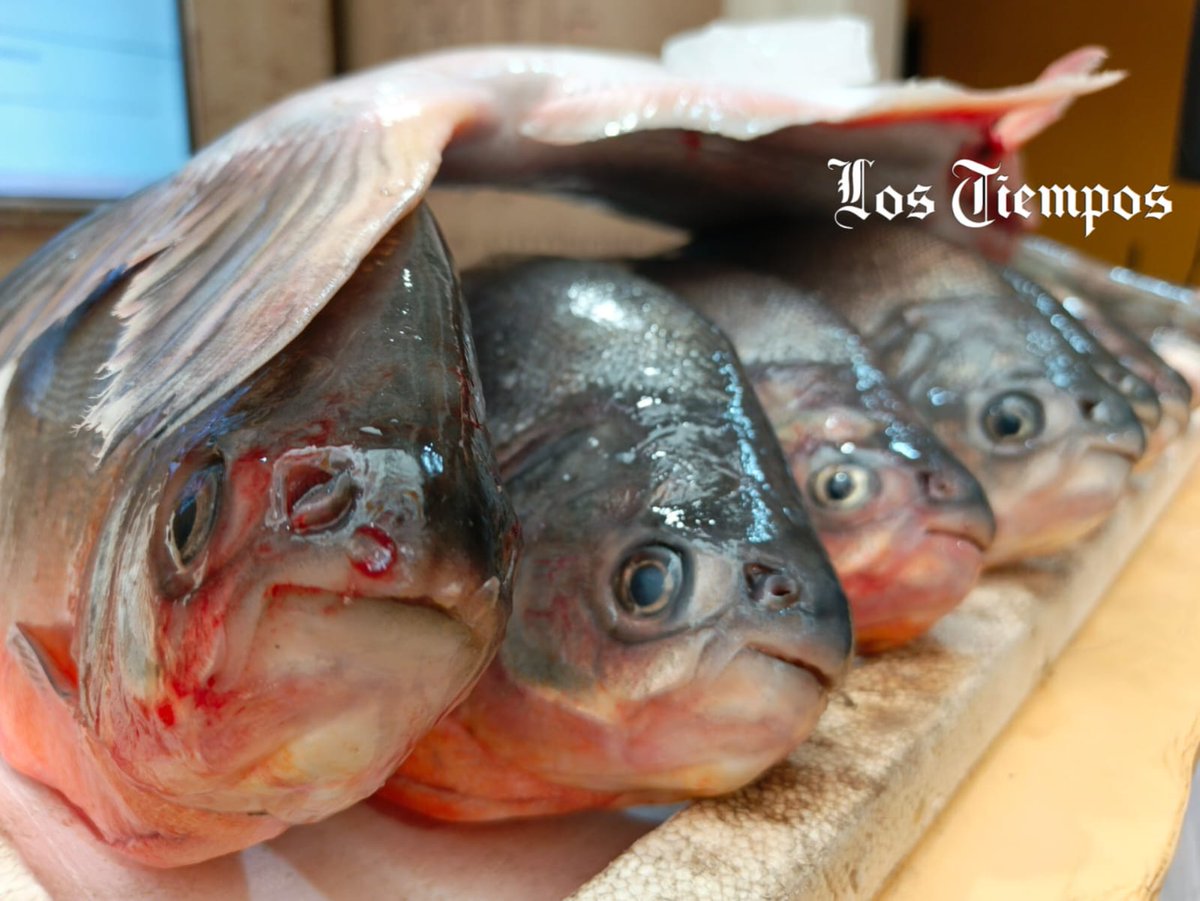 LosTiemposBol's tweet photo. El Mercado Central del productor al consumidor invita a festejar su primer aniversario con la feria de pescado y productos, en ambientes de la exVidriolux, en la av. Petrolera.
Fotos: Daniel James https://t.co/SSDmxsxsfS