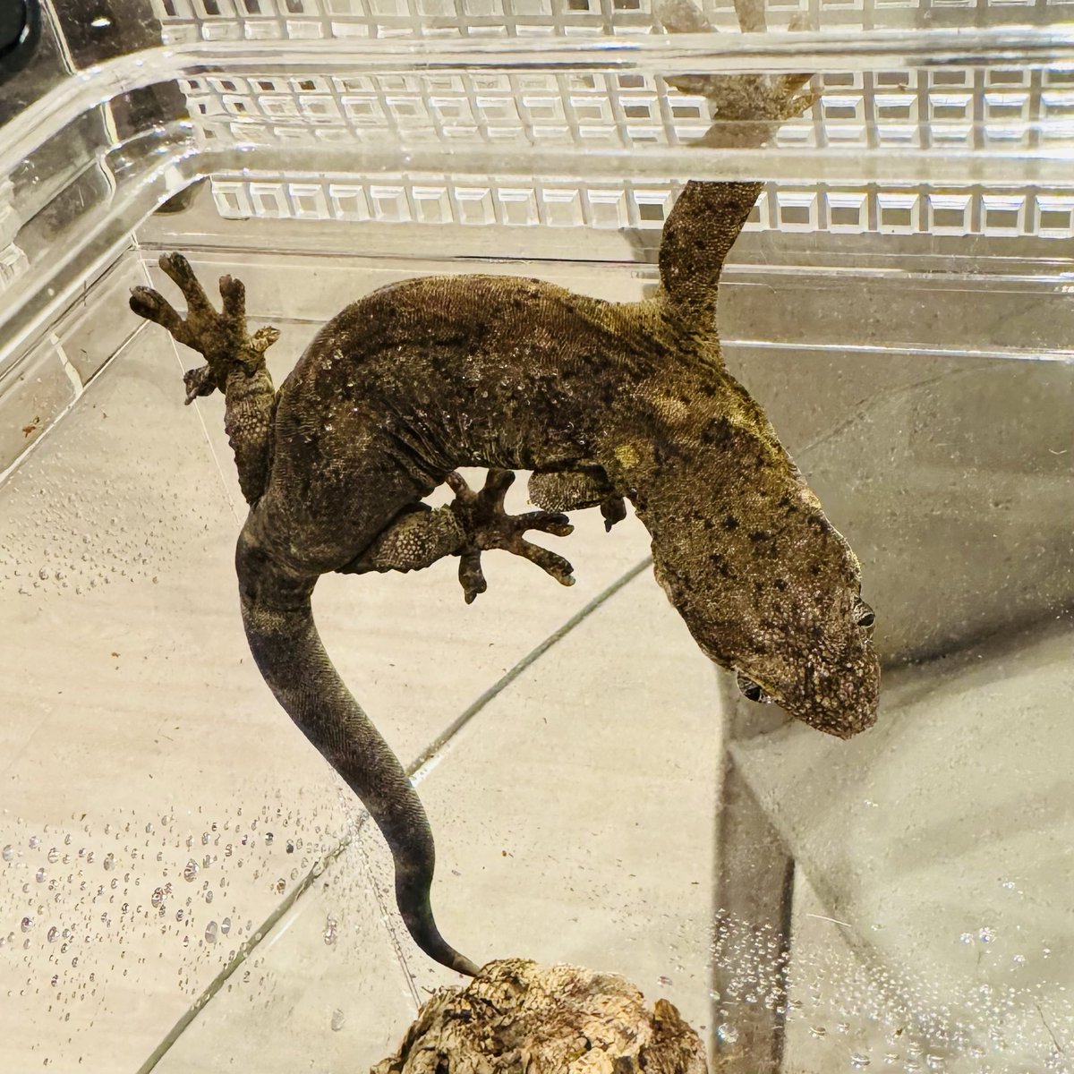 レビス tweet media