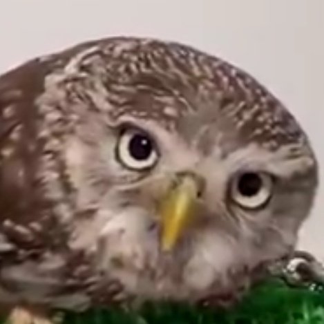 Papoulaᵈᵃ ᵐ⁴ᶠ¹ᵃ tweet media