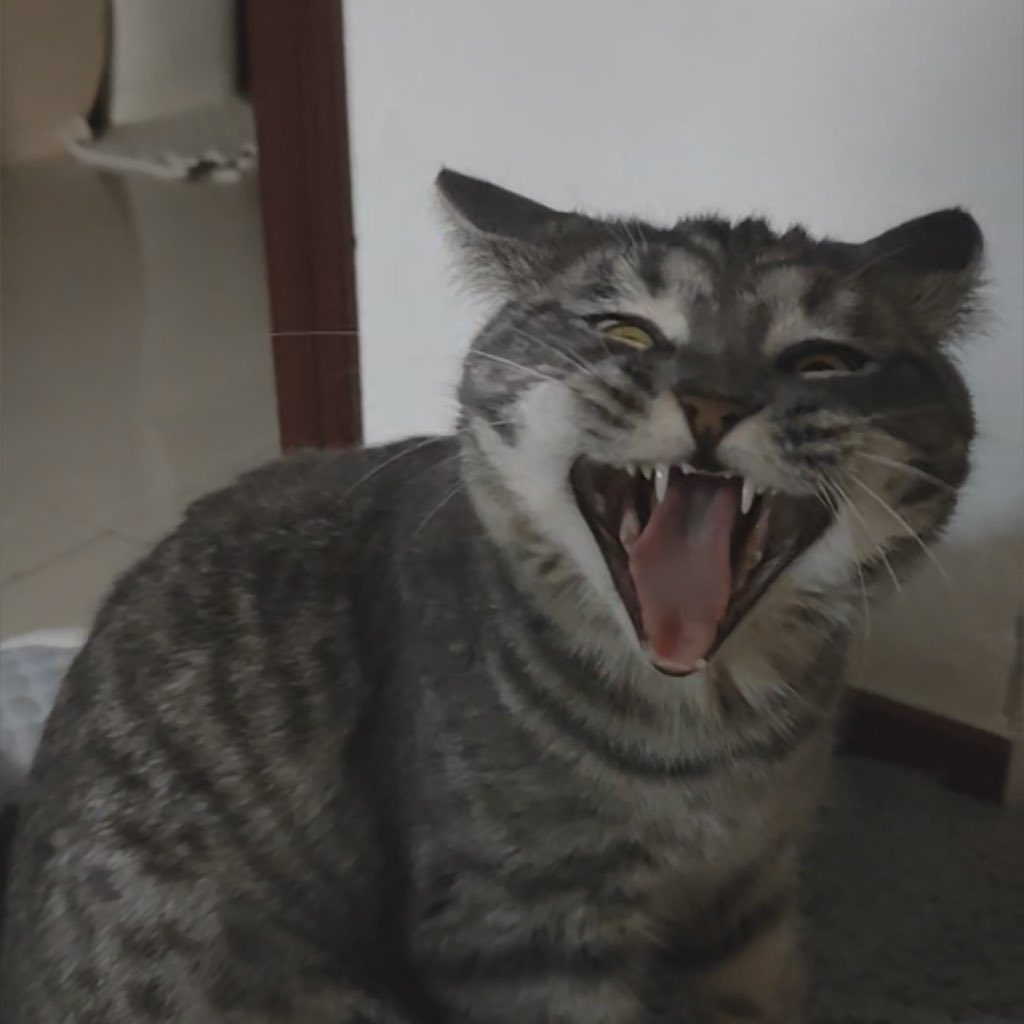 仓鼠糍粑 tweet media