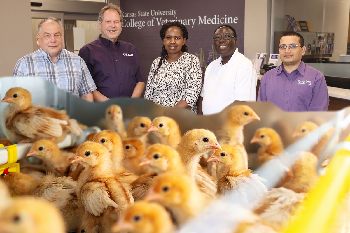 KSUCVM's tweet photo. A team of CVM researchers, Drs. Igor Morzov, Juergen Richt, Huldah Sang, Waithaka Mwangi and Santosh Dhakal, is leveraging successful bovine vaccine technology to create a new line of defense against Highly Pathogenic Avian Influenza for poultry. https://t.co/8XNCXS3Qny https://t.co/R0i0B51fLL