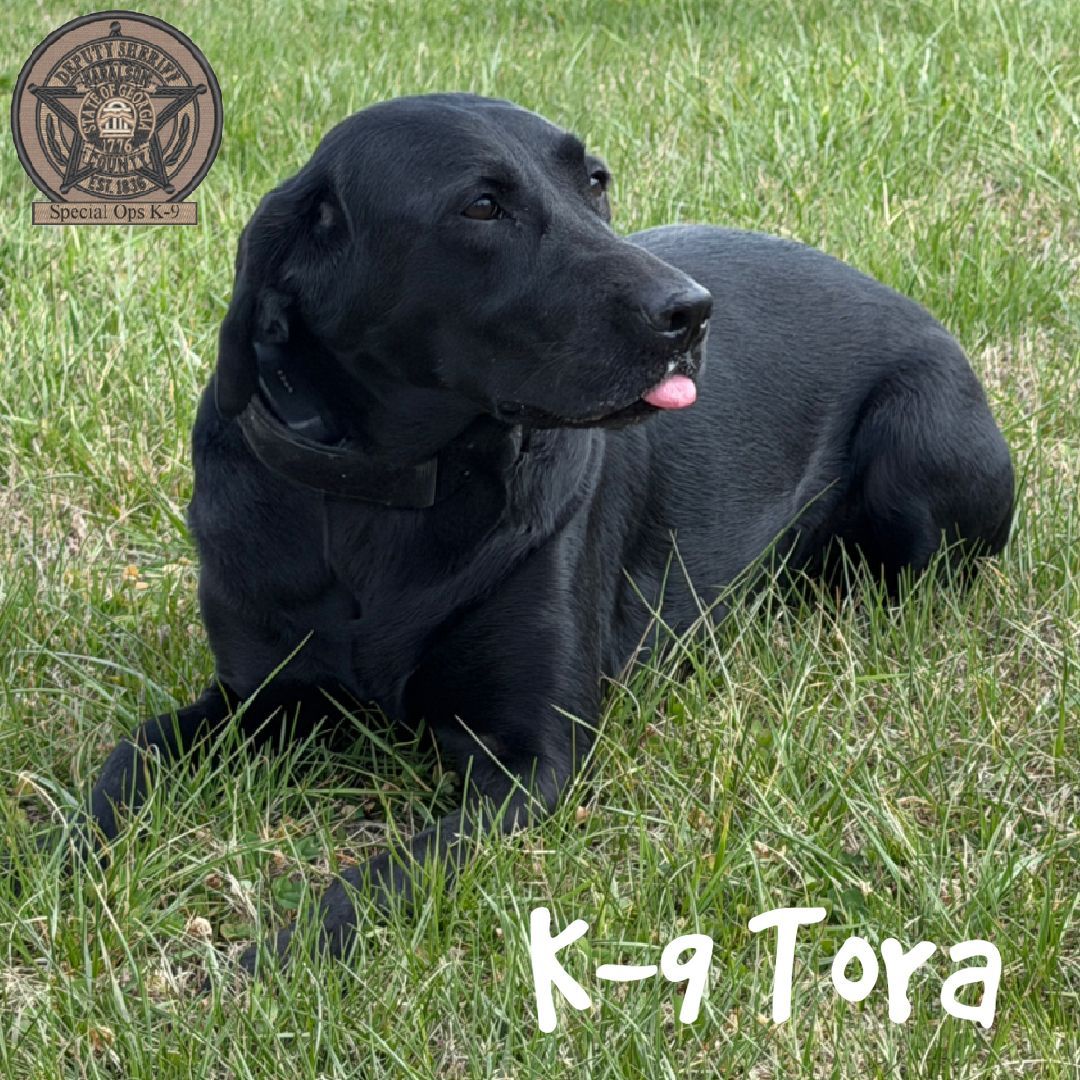 HCSOK9Division's tweet image. It’s not tongue out Tuesday, but K-9 Tora is telling us how she feels this Friday! 🐾😂

#K9Tora🐾💙 #LabradorK9 #TongueOut #OurToraGirl #SpecOpsK9 #Friday #PrettyGirl #TrackingQueen #ToraGirl🐾💙 #CSUK9 #PerfectPhoto #Photogenic #HerNoseKnows #HappyFriday #HCSO #HCSOK9Division