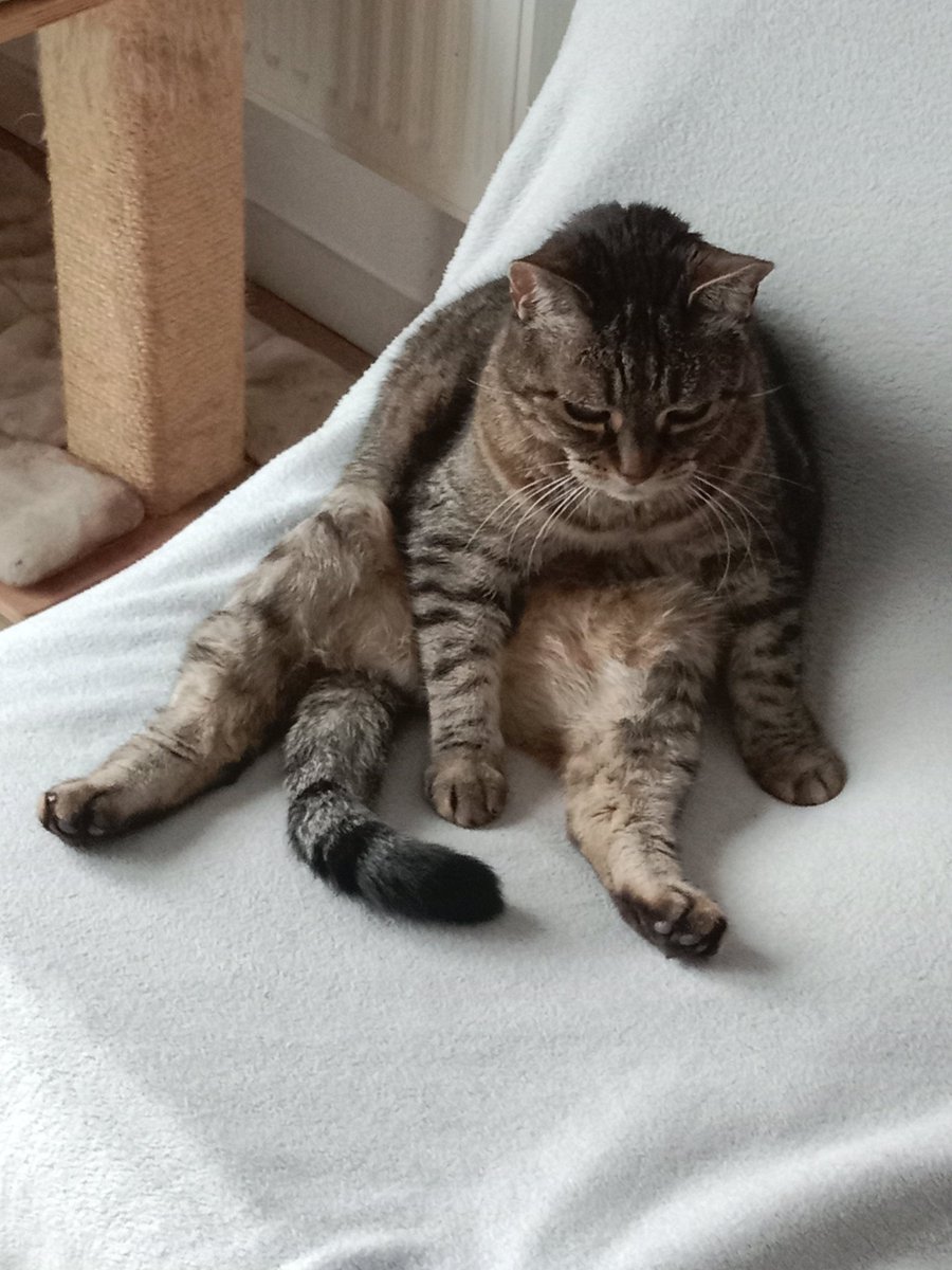 Don Grizzly Modeste tweet media