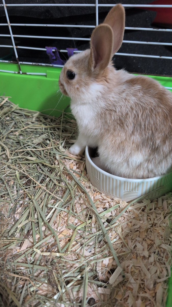 CM_Cosplay2's tweet photo. So I've only told a group of people about this, but I'd like to introduce everyone to a new member of my family, Pomni the baby dwarf rabbit https://t.co/tg6oakcrcR