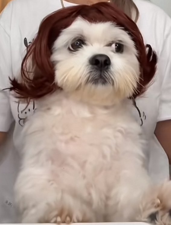 Shababs bottom 🗿🍉🍉 tweet media