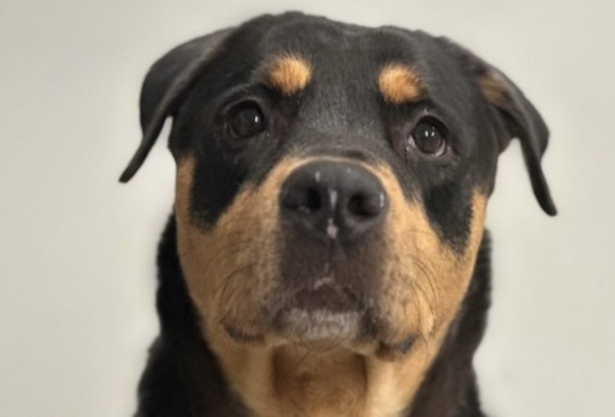 Moishe's Mom tweet media