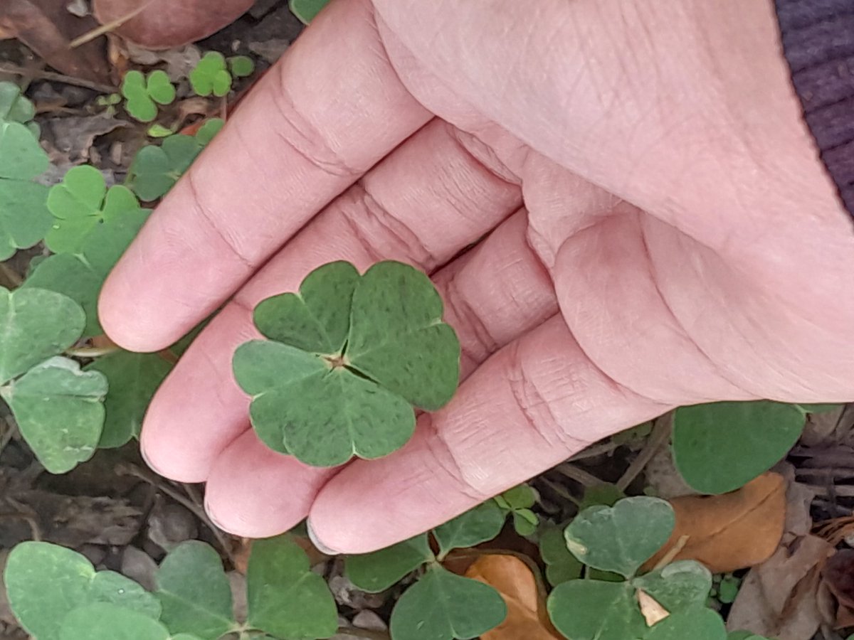 NATY 🇪🇨| ENHYPEN IS SEVEN tweet media