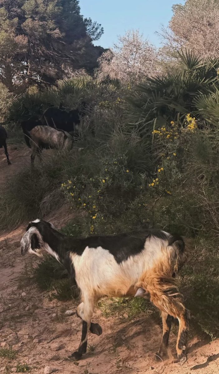 Yassmine 🌸👸 tweet media