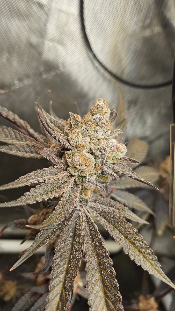 Mr Feria tweet media