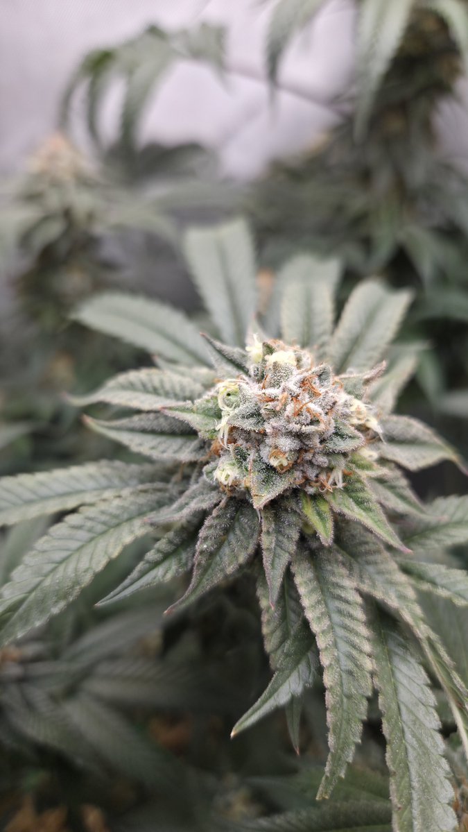 Mr Feria tweet media