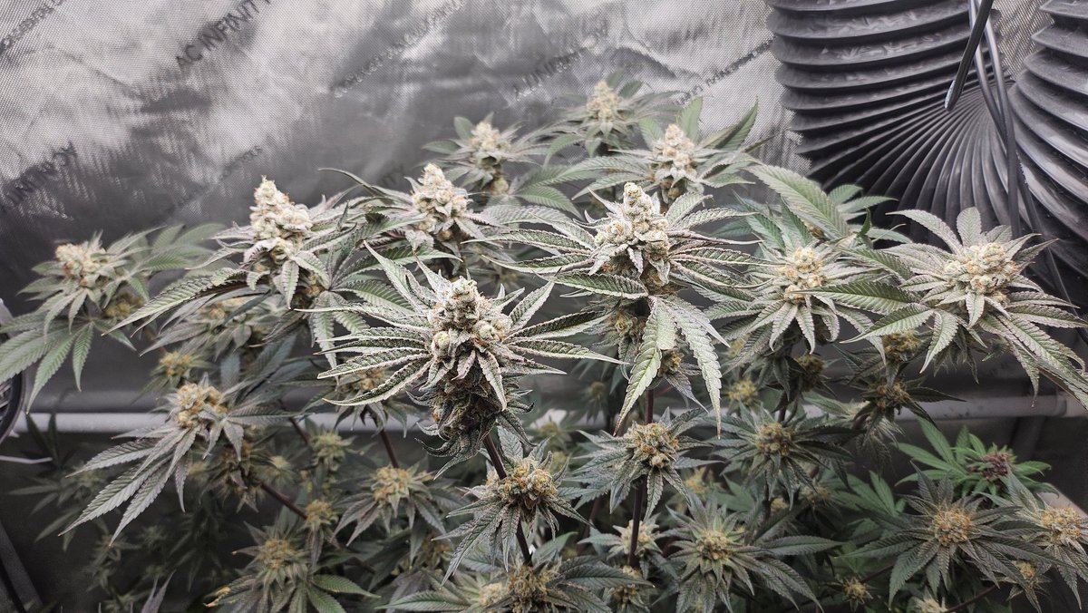 Mr Feria tweet media