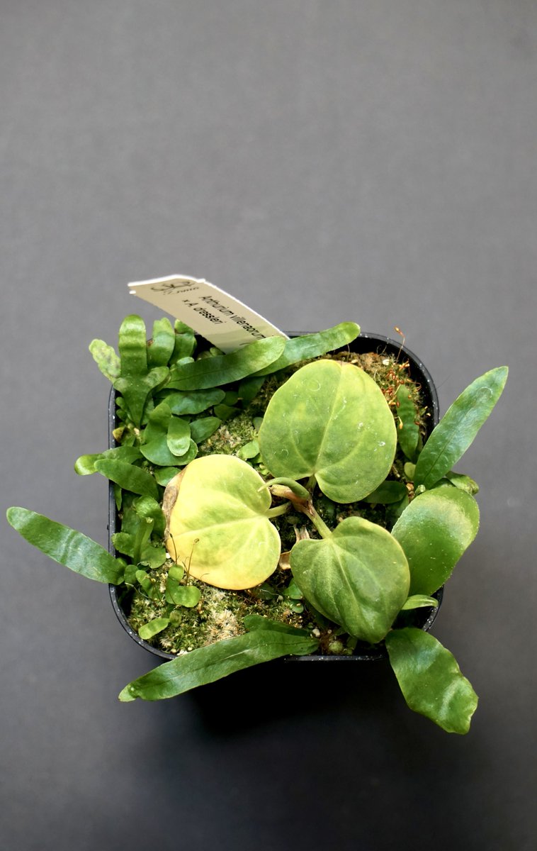 ボタニカルゴリラ tweet media