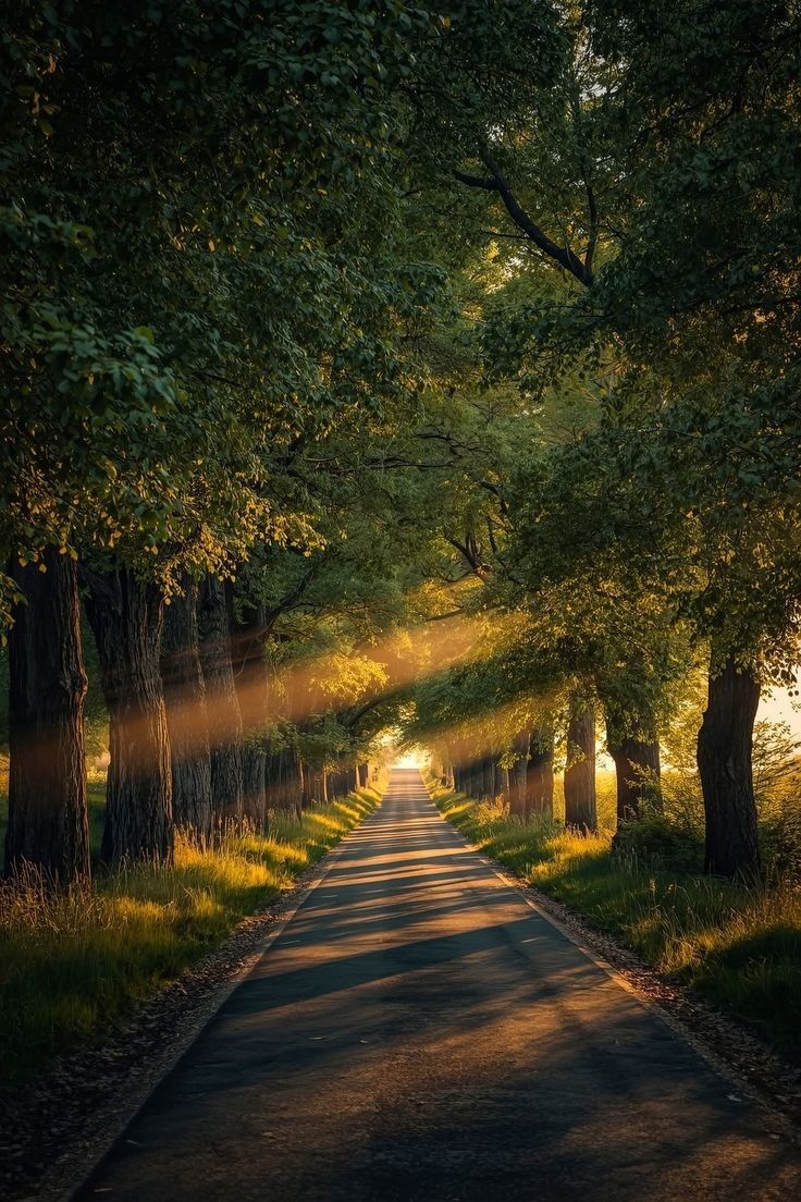 Ardıç Kuşu tweet media