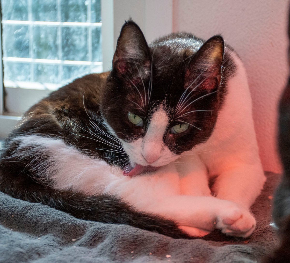 S.O.S. Gatos Murcia tweet media