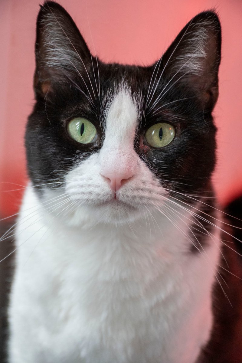 S.O.S. Gatos Murcia tweet media