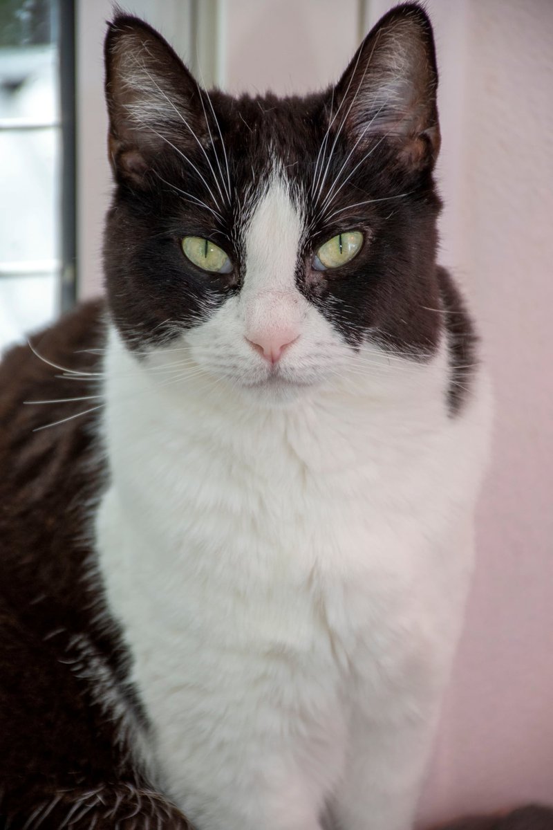 S.O.S. Gatos Murcia tweet media