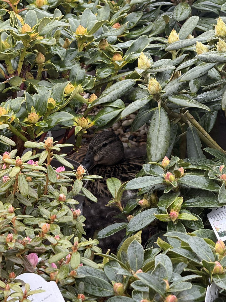 Robin and duck at the local garden centres 😁
