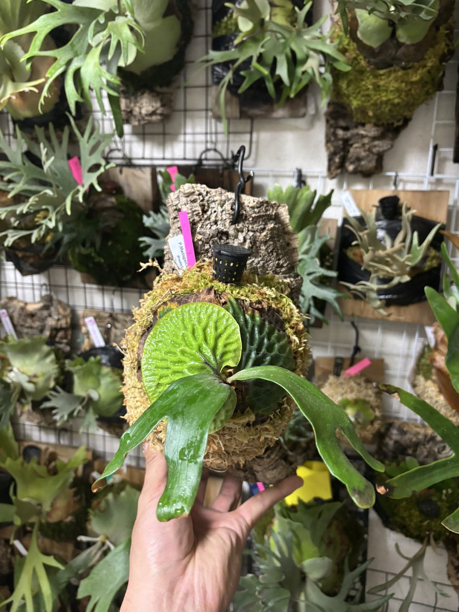 胞子を撒く者　すみす tweet media