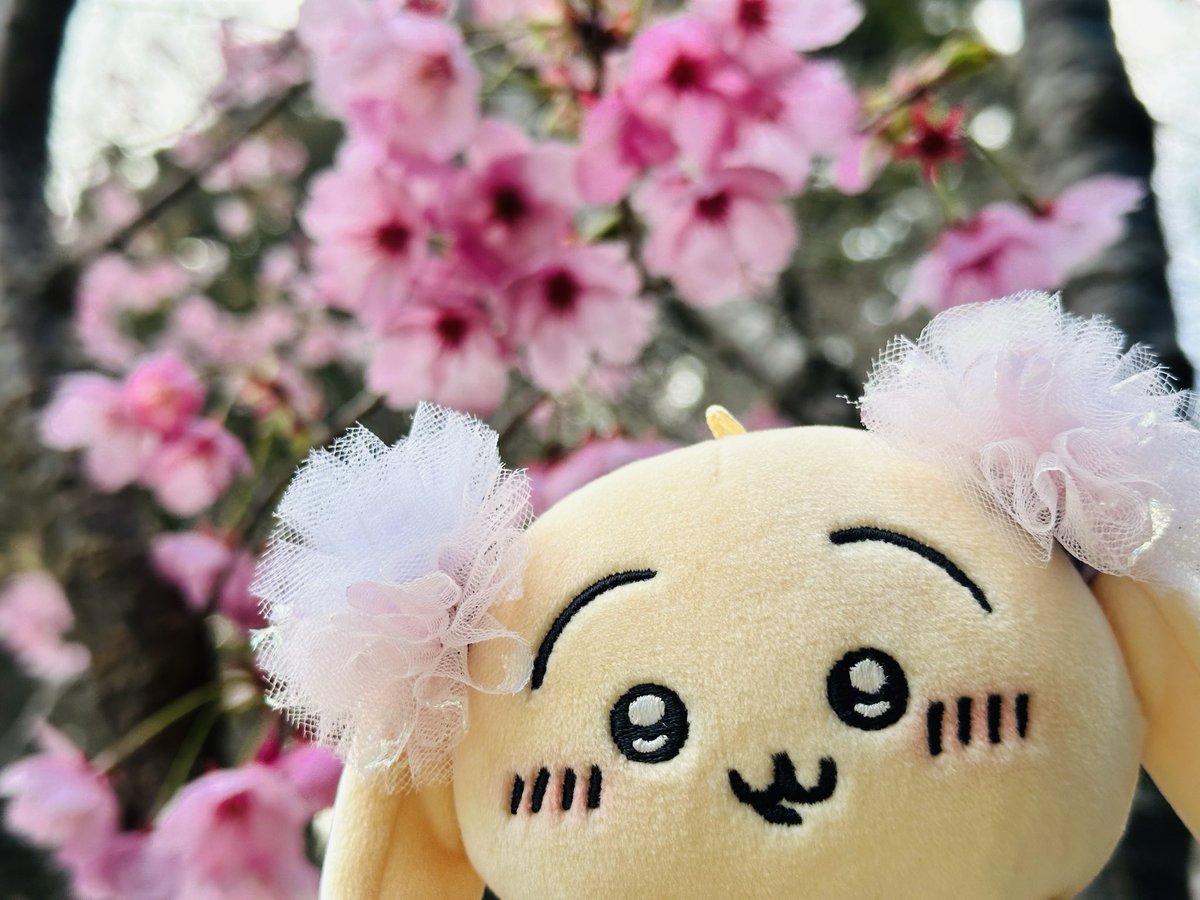 しぽぽ೨⁾⁾ tweet media