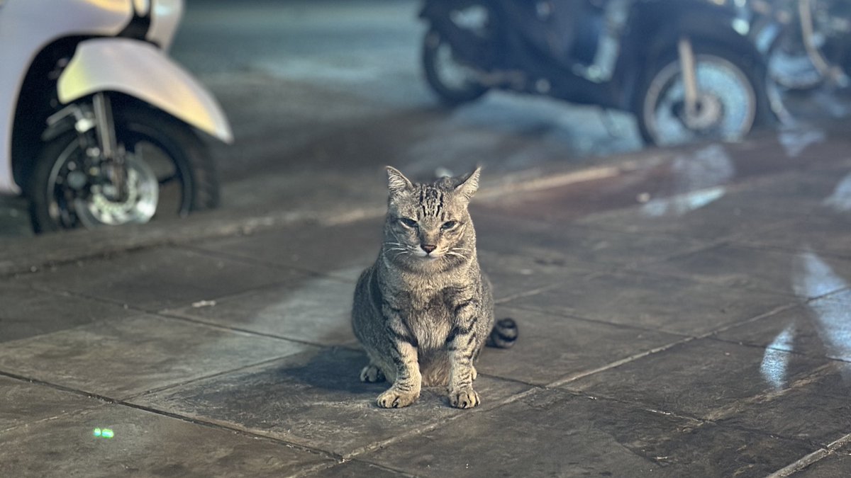 sopaang's tweet image. Mercy kubbbb 🥰/🐈 #straycat