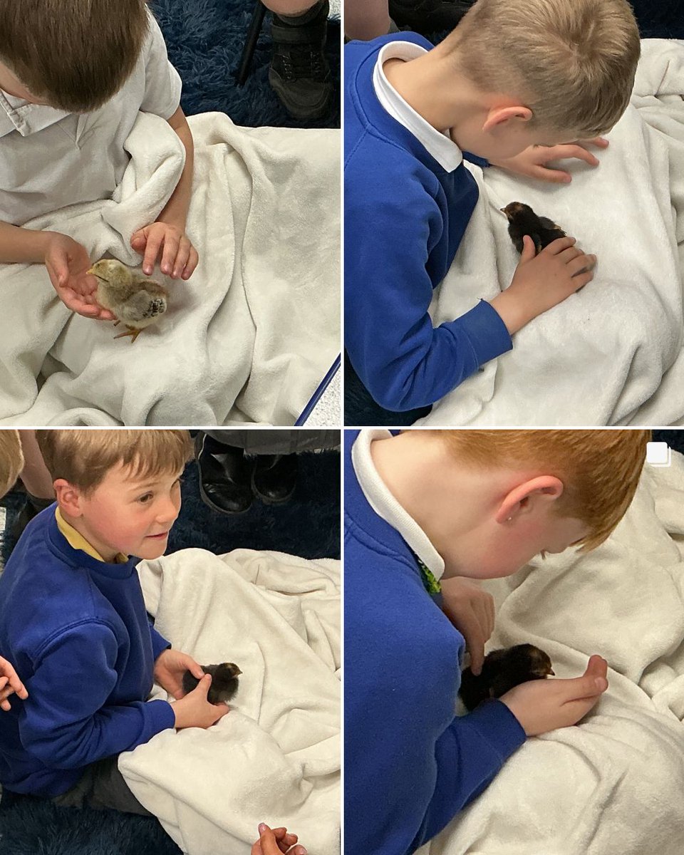 Shelley First School tweet media