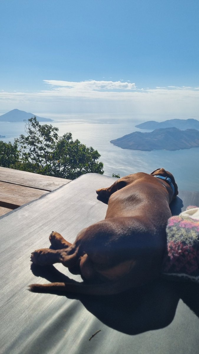 🇮🇪🛡 | Mac | 🛡🇸🇻 tweet media