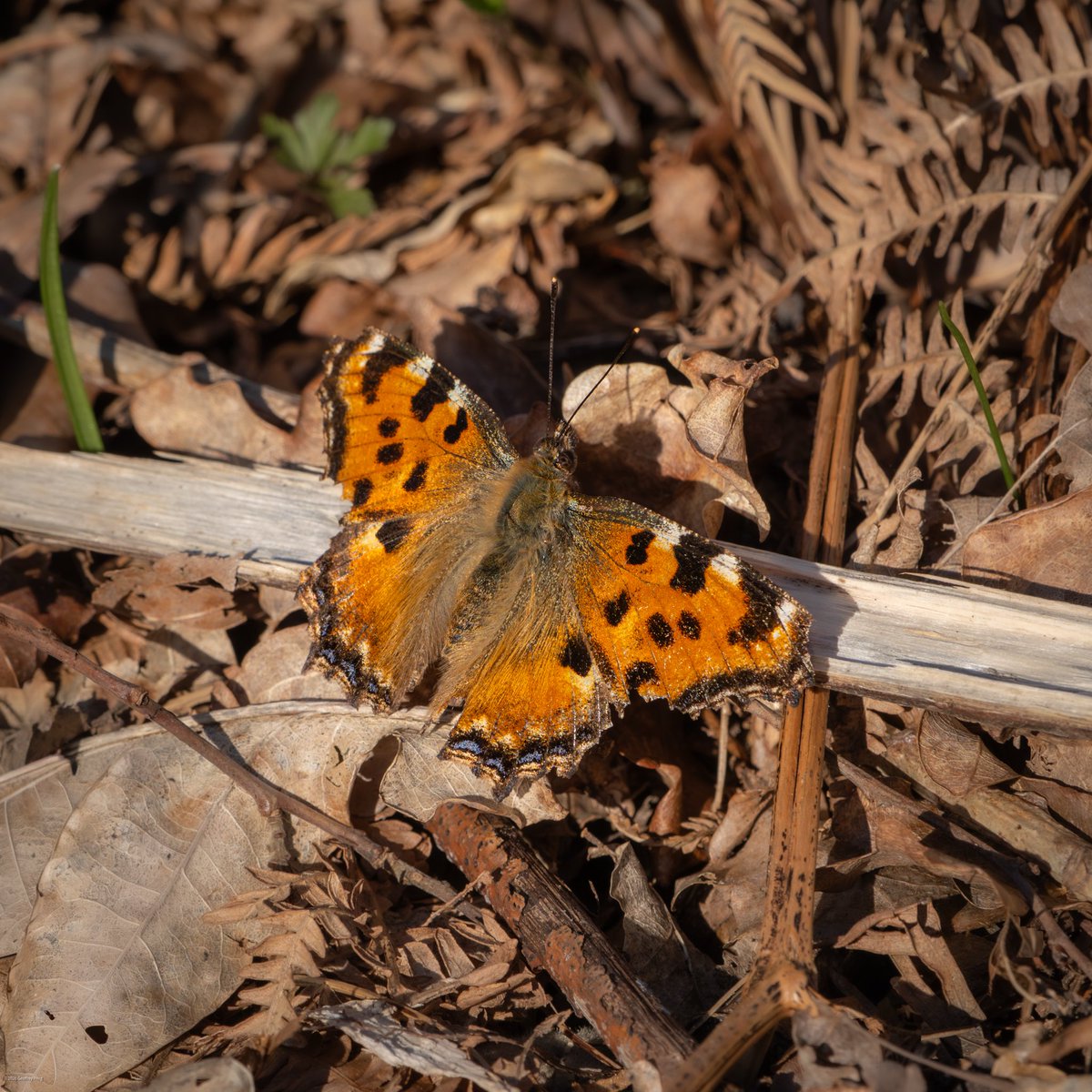 Geoff Pring tweet media