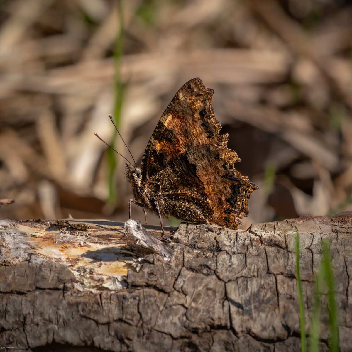 Geoff Pring tweet media