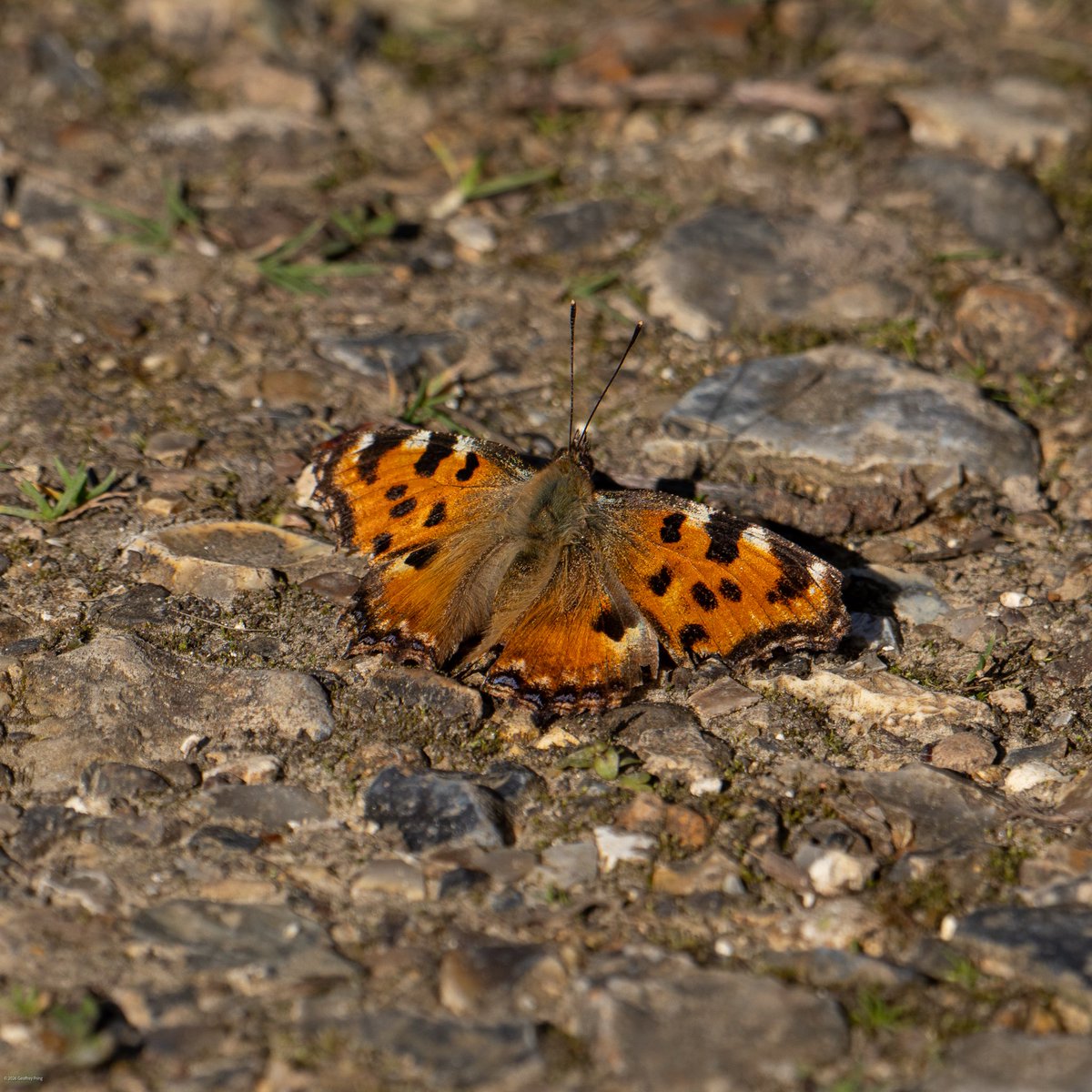 Geoff Pring tweet media