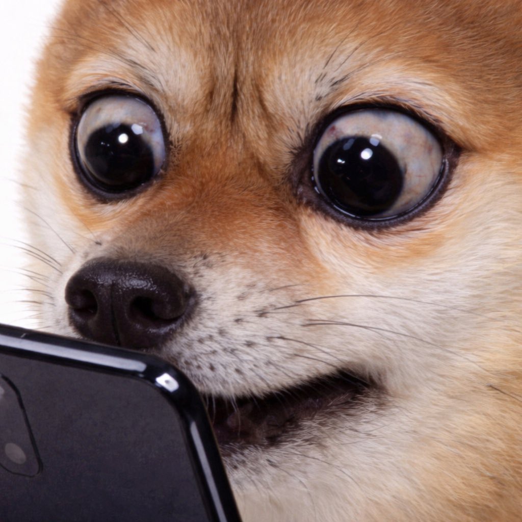 Vansos_Bullva_* tweet media