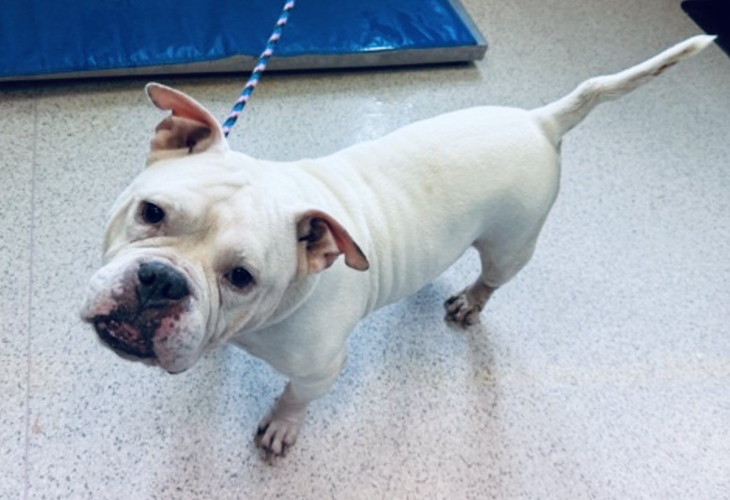 Moishe's Mom tweet media