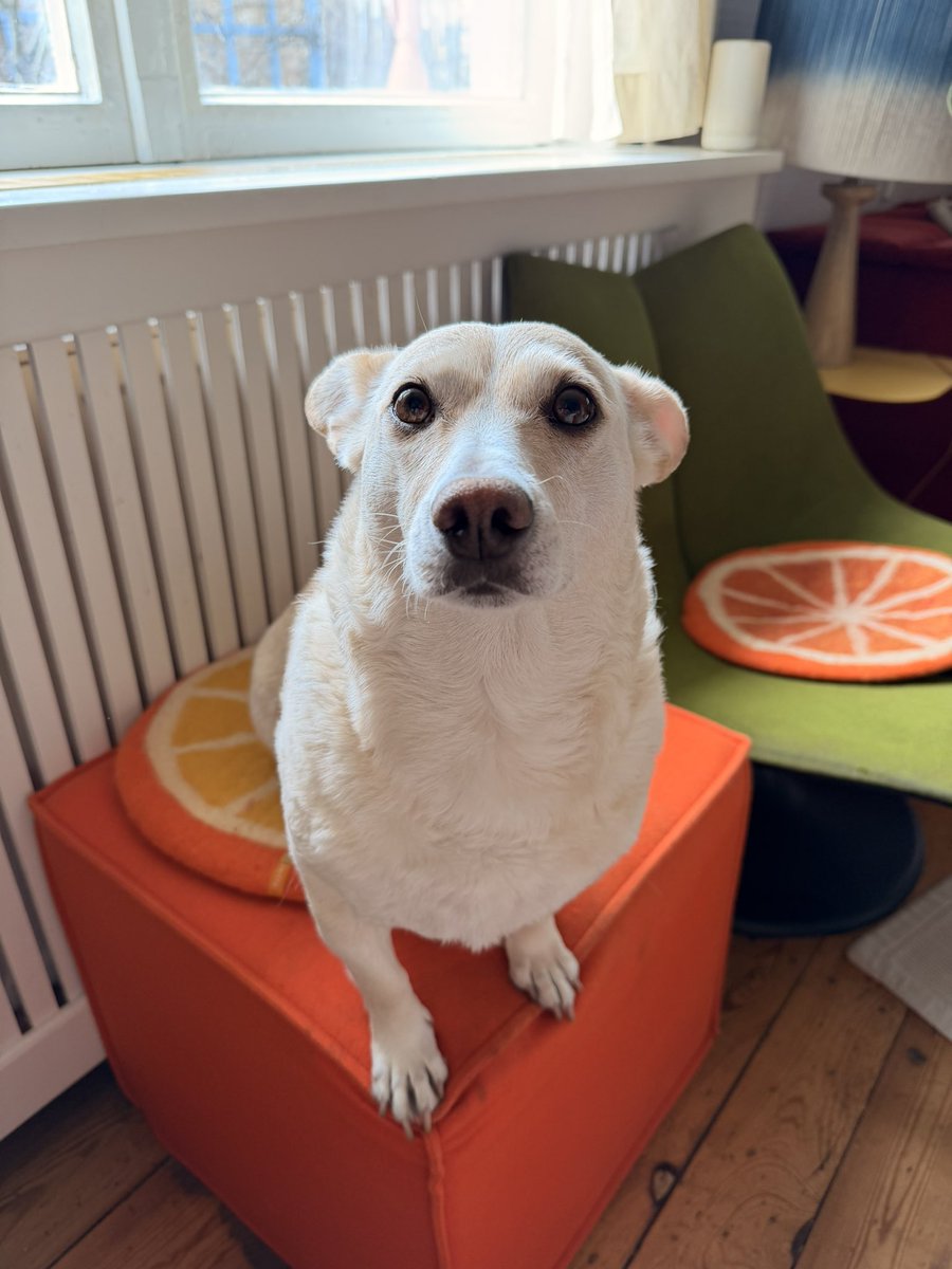 🪼Denizanası 🪼 tweet media