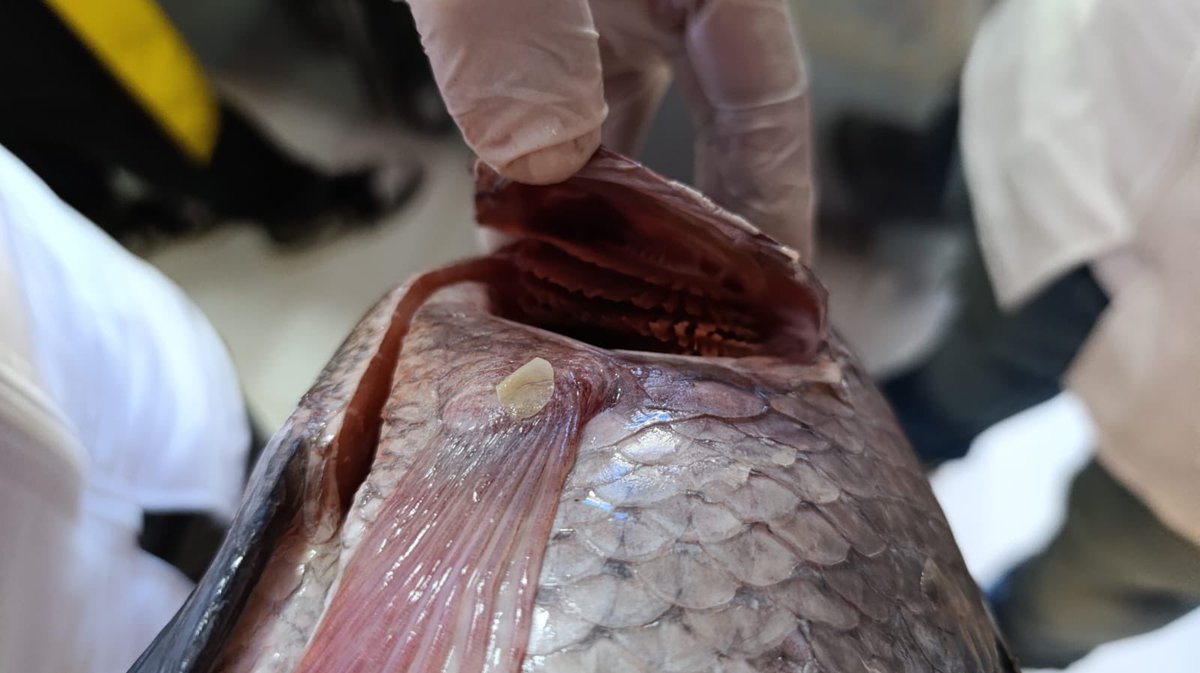 Alcaldía de Bello tweet media