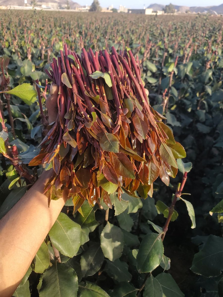 رياض حساب بديل tweet media