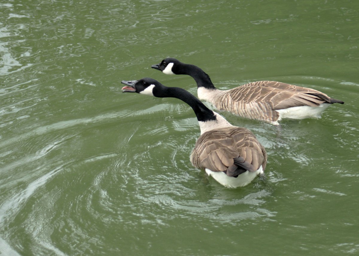 Morvien Lloyd tweet media