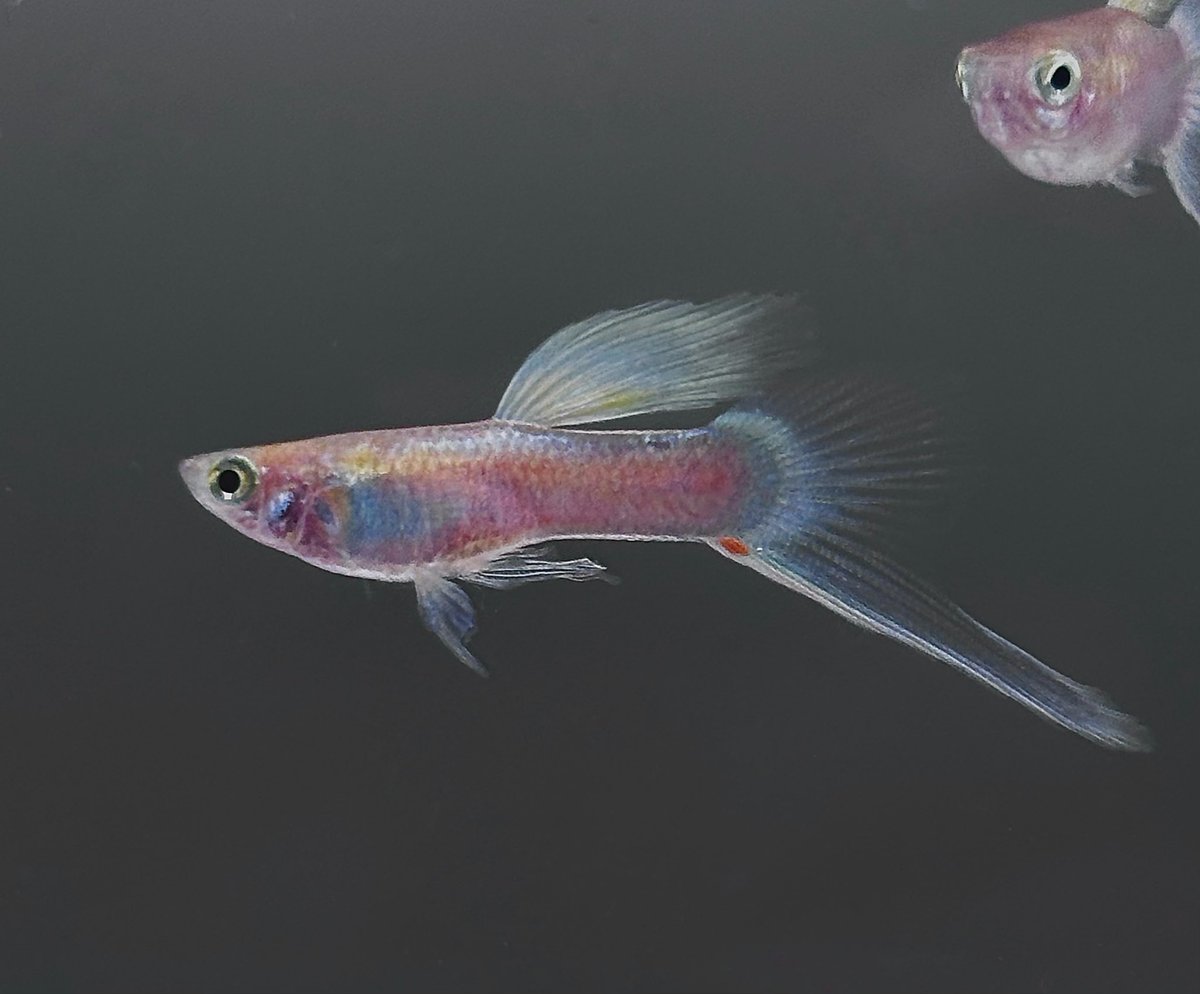 TurfTalkPL's tweet photo. 🔵 Stoerzbach Male

#guppy #guppies #guppyfish #guppybreeding #aquariumfish #ornamentalfish https://t.co/RR6jFpefvO