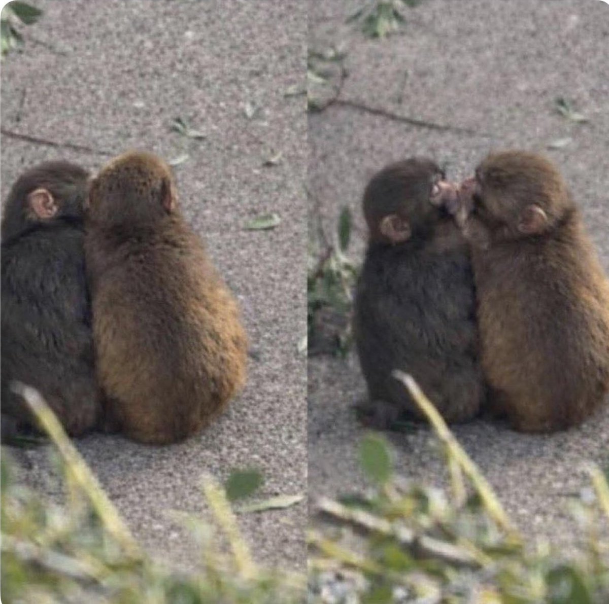 Allen Zigfrido tweet media