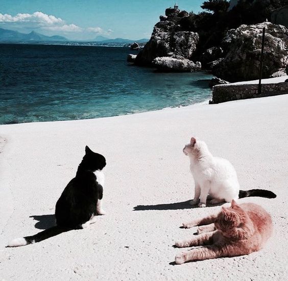 Kittyworks tweet media