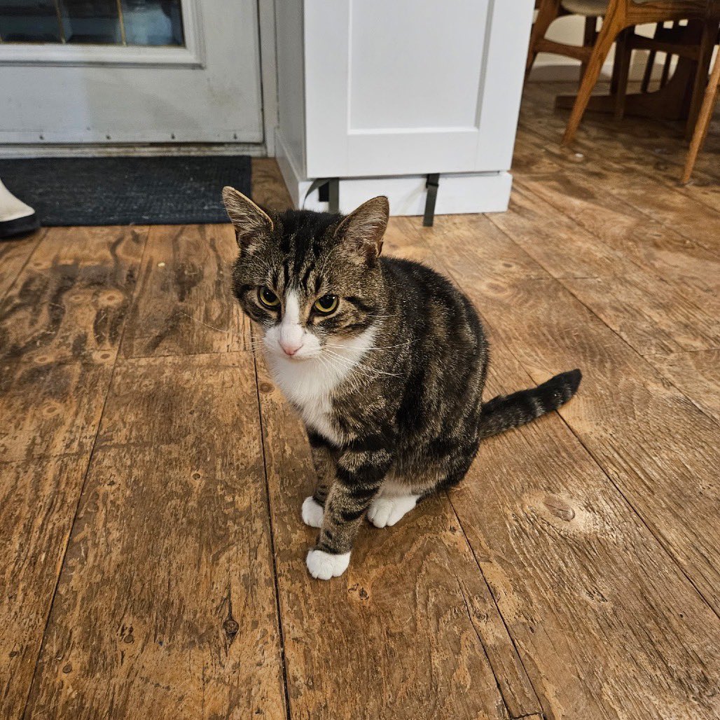 Second Chance Animal Rescue Society (SCARS) tweet media