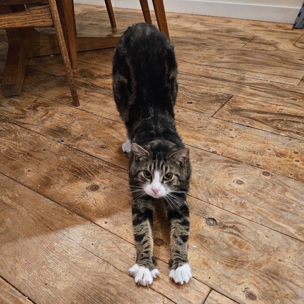 Second Chance Animal Rescue Society (SCARS) tweet media