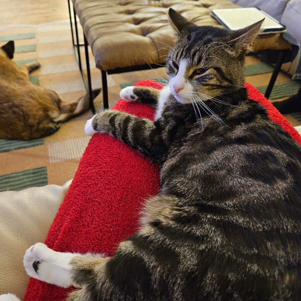 Second Chance Animal Rescue Society (SCARS) tweet media