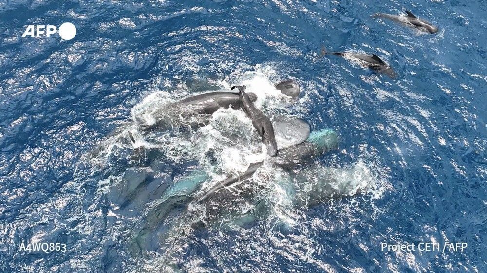 AFP News Agency tweet media