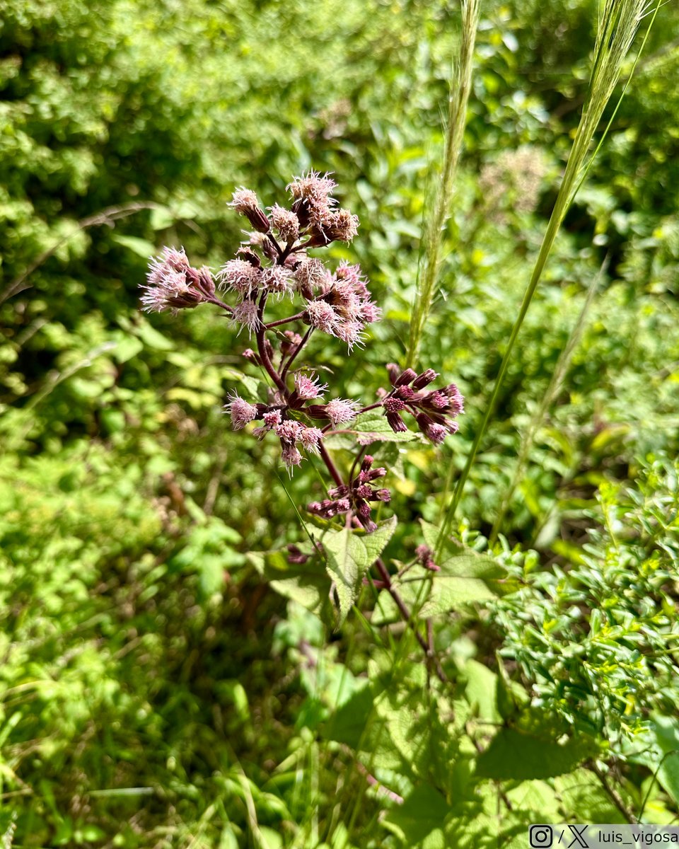 luis_vigosa's tweet image. Ageratina deltoidea (Asteraceae)
#botany #flowers #taxonomy #plants
