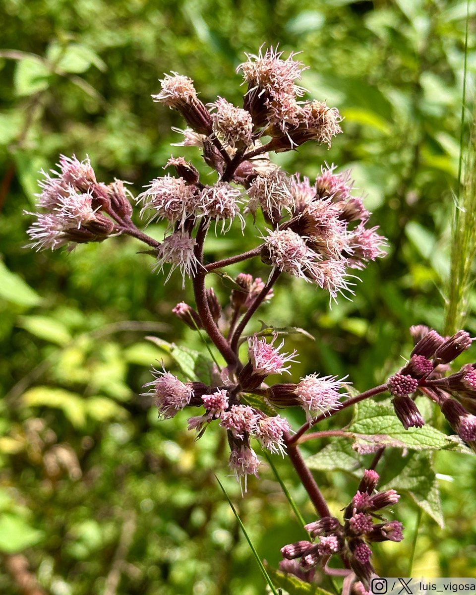 luis_vigosa's tweet image. Ageratina deltoidea (Asteraceae)
#botany #flowers #taxonomy #plants