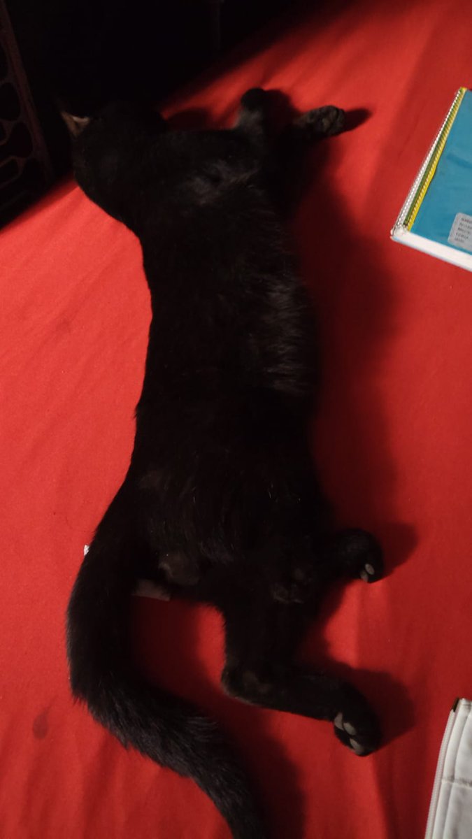 Ari Arciniega tweet media